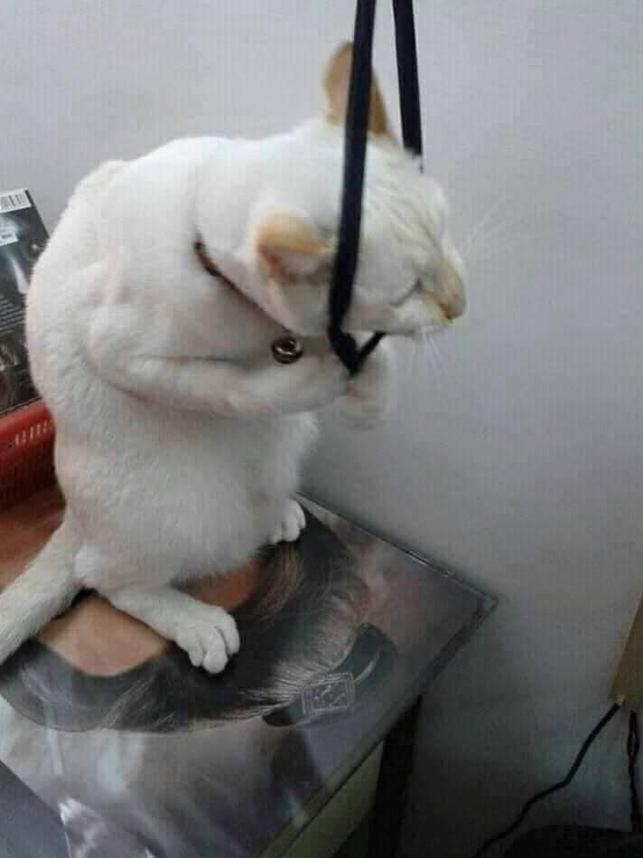 White cat going to hang itself on rope - Keep Meme