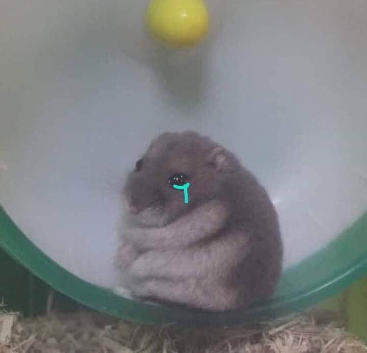 Fat hamster mouse crying meme - Cry - Meme