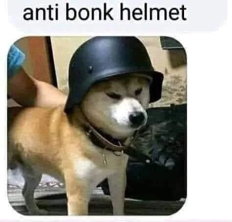 Anti bonk helmet meme - Shiba Inu dog wearing a helmet