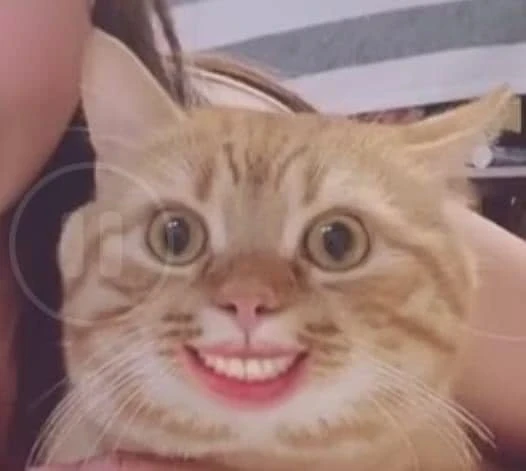 Cat smiling with human mouth meme