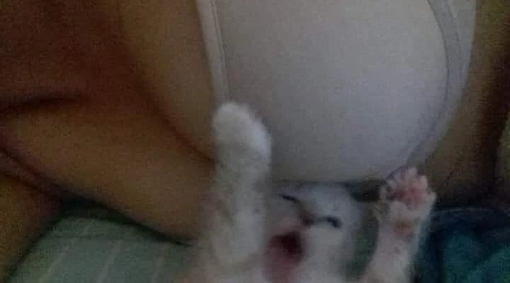Kitten screaming under girl breasts meme