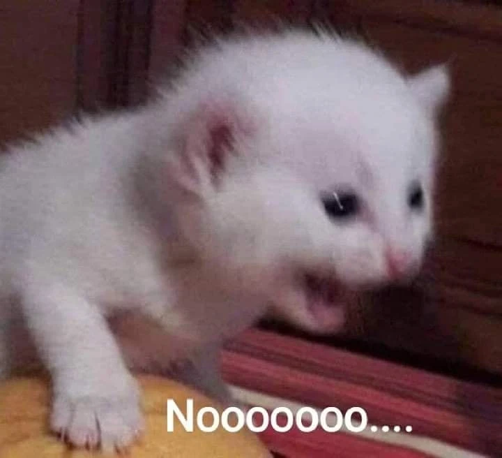 White kitten cat screaming No nooo meme