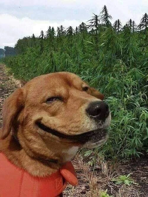 Happy dog smiling in front of a weed field meme