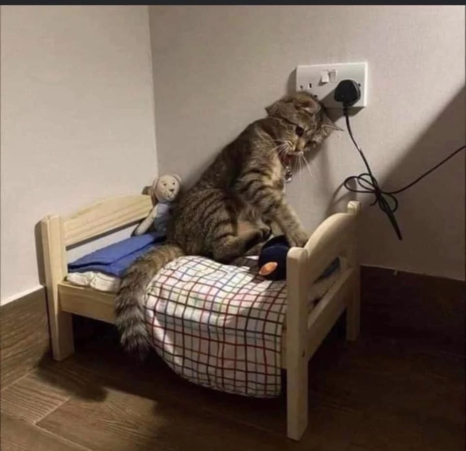 Sad cat sitting on a small bed leaning its head against the wall meme
