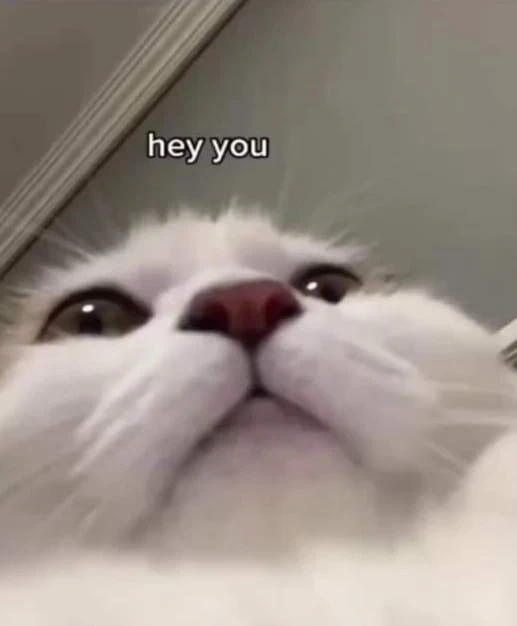 White cat using front camera saying 'Hey you' meme