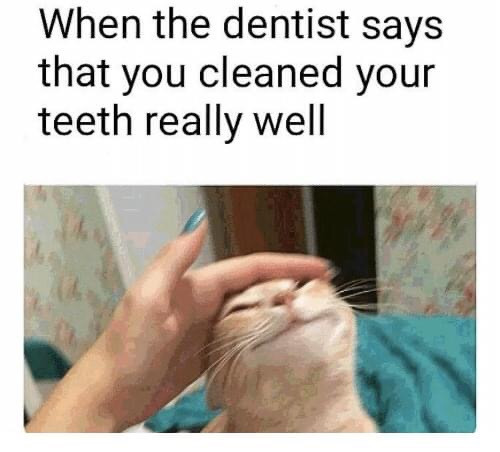 While the dentist says you cleaned your teeth really well - petting satisfied cat meme