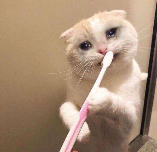 Cat crying while brushing teeth meme