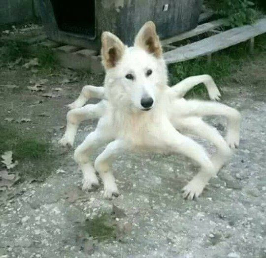 Dog with 8 legs like spider meme - spider dog