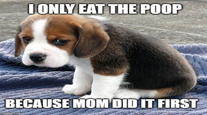 I only eat the poop because mom did it first